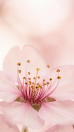 Micro World wallpaper collection — free HD micro world wallpapers in the Wallpapered app